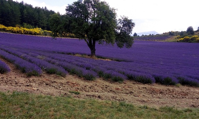 Rasteau Villa | Rasteau, vacation villa with 3 bedrooms and heated pool