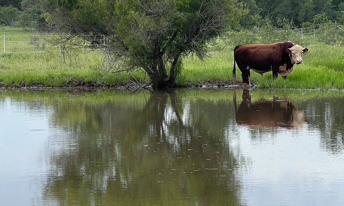 Cedar Creek Cabin | Relaxing & magical stay on a Modern Ranch with animals. Close to COTA & Bastrop