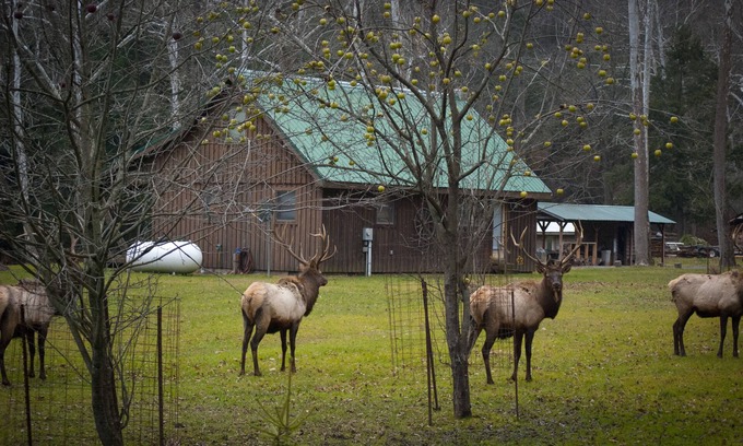 Driftwood Cabin | Rustic Getaway In The Heart Of The Pennsylvania Elk Range