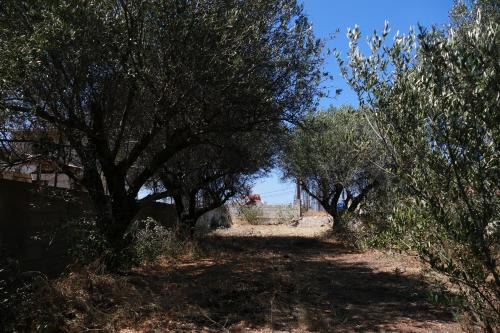 Gouves Other | Rustic Tent Hideaway in a Secluded Olive Grove right next to the Gouves Beach