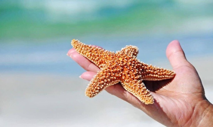 Belmont Shore Apartment | Salty Starfish: Work-Play-Relax-Beach-Bay-Pets OK