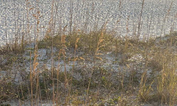 Pensacola Beach House | San Souci 408 -Coastal Stay