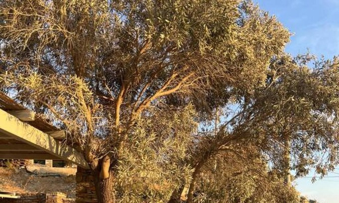 Koundouros House | Seahorse - Cycladic Home