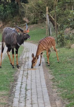 Nelspruit Cabin | Shiloh Bush Cottage