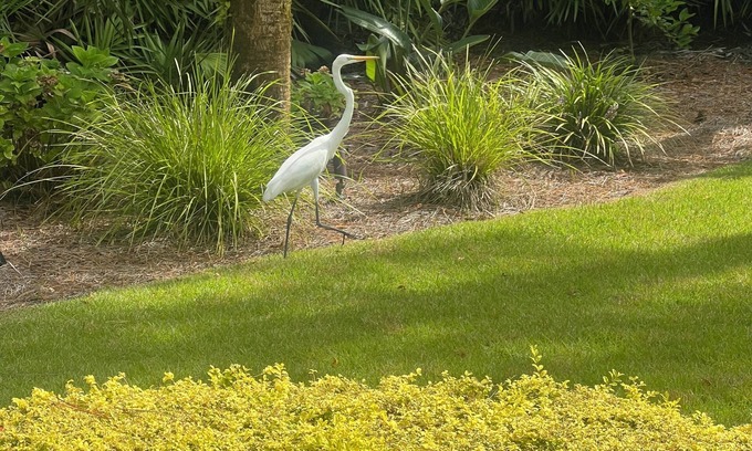Saint Simons Island House | Spacious, Luxurious and Flexible Home on South End of SSI. 1 or 2 BR with Pool.