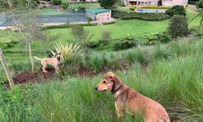 Hillcrest House | Springside House