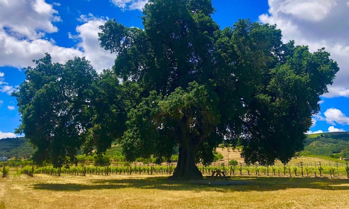 Paso Robles Cottage | #StayHere Lp3 paso robles country cottage netflix series stay here