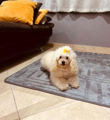 Floresta House | Studio in Joinville, piscina - Pet Friendly