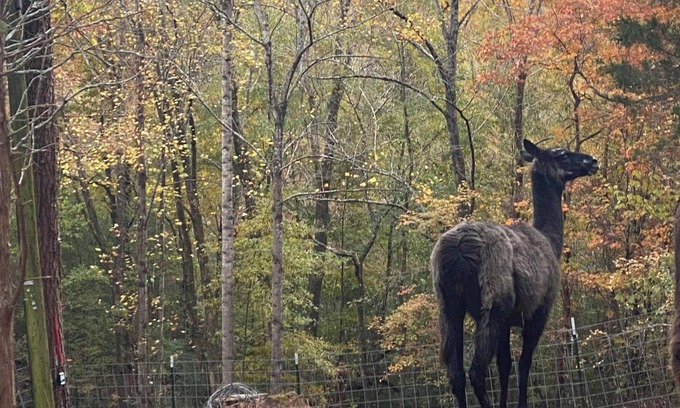 Hixson RV Rental | Tentrr Signature Site - Peaceful Hollow Farm Glamping