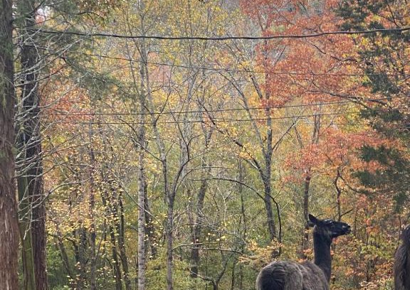 Hixson Other | Tentrr Signature Site - Peaceful Hollow Farm Glamping