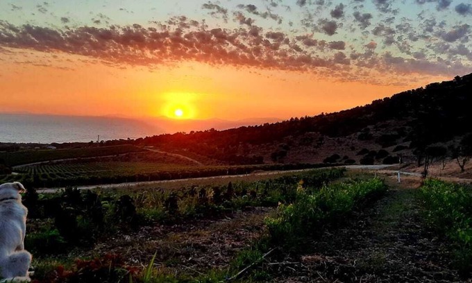 Sorso Other | Tenuta Asinara Vintage