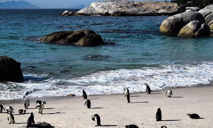 Simon's Town House | The Grosvenor Guest House