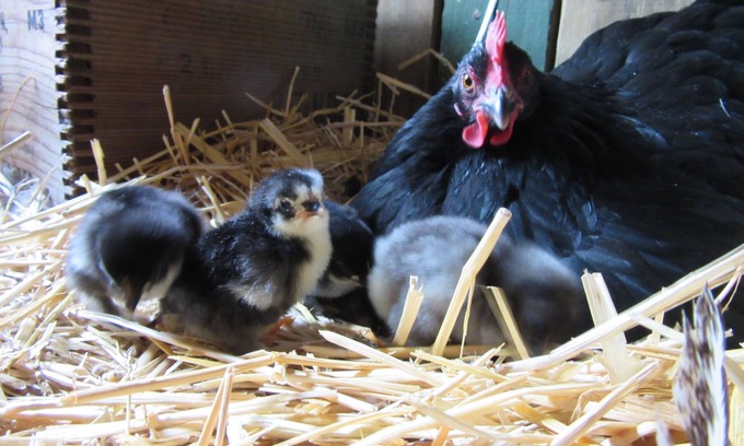 Palmer Lake Cabin | The Hen House & Gardens: Near USAFA & PineCrest Event Center