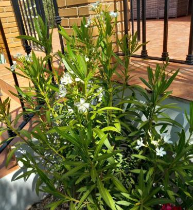 Turis Villa | The Villarosa