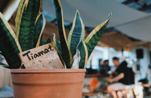 Daguang Bed & Breakfast | TIAMAT Diving Club X 苦水輕旅