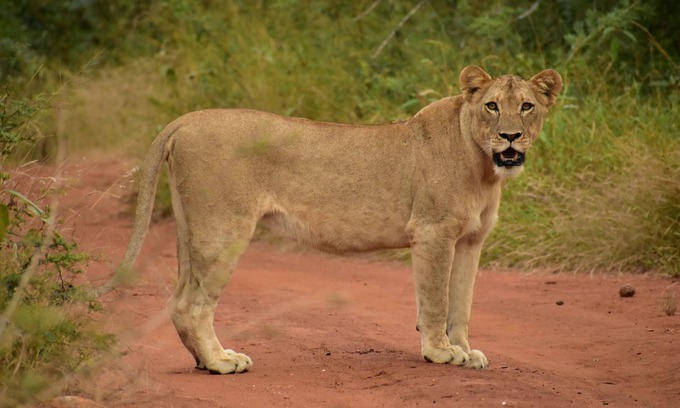 Gravelotte Cabin | Tranquil Chalets in Game Reserve (70km from Kruger National Park)