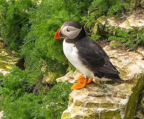 Sewerby House | Trinket - The Cliff Top Cottage