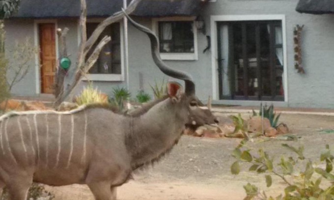 Bela-Bela House | Twenty Four Mabalingwe Nature Reserve