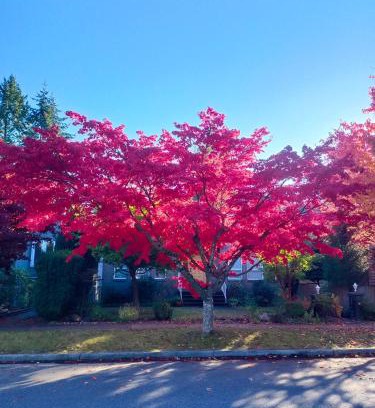 West Point Grey Villa | UBC High-Value House, Sleeps Up to 6 Guests