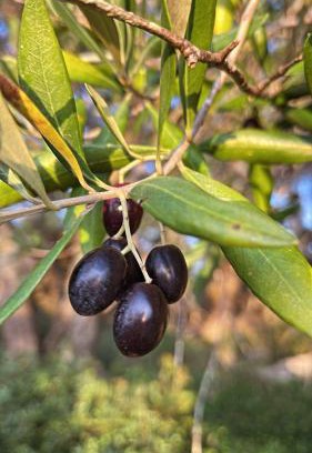 Liapades Apartment | Villa Maria 1