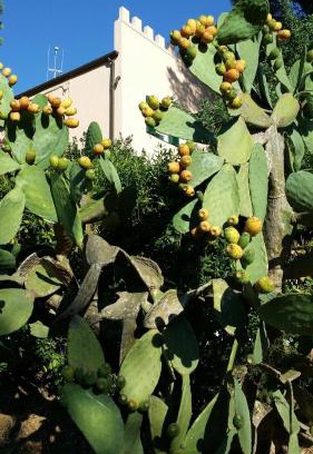 Porto Azzurro Apartment | Villa San Giuseppe