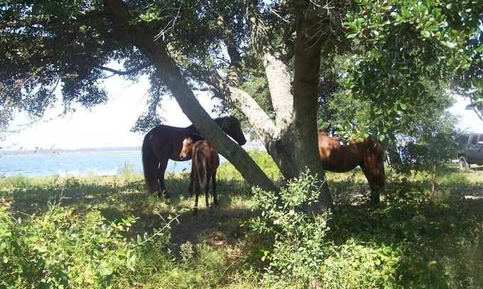 Carova Beach House | Waterfront Cottage Nestled in a Secluded Wild Horse 4 ~WD~ Area