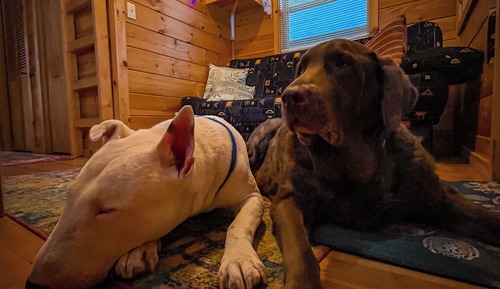Bearadise Cottage [Pet Friendly]
