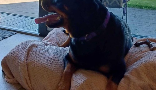 Family Cabin (Dog-Friendly Ocean View Pod)