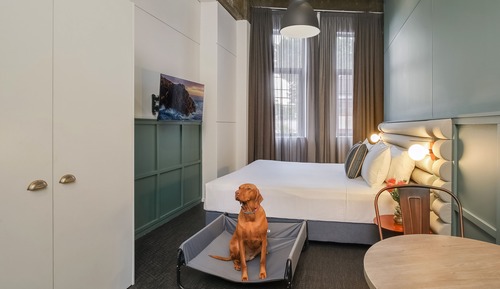 King Suite (Dog Friendly)