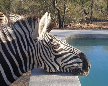 Queen Room with Garden View
