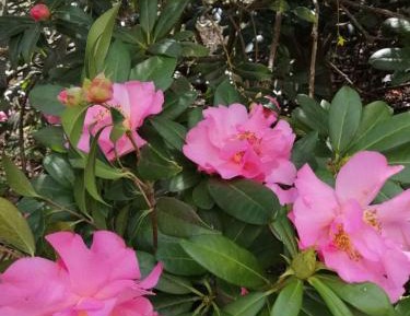 One-Bedroom Apartment - Non-Smoking