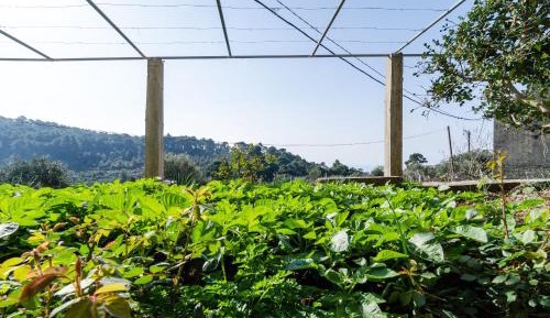 Studio with Garden View