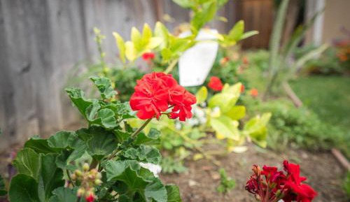 Queen Room with Garden View