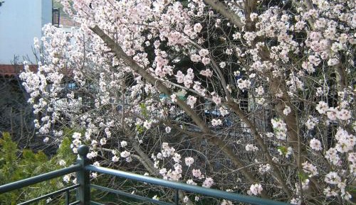 Apartment with Mountain View