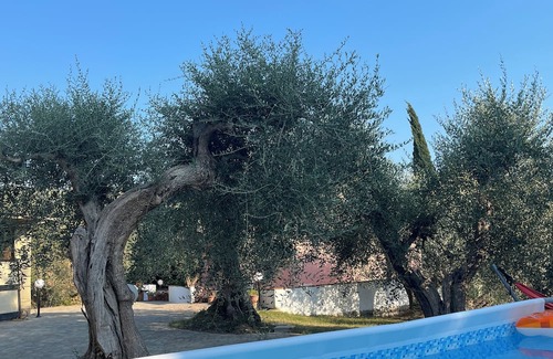 Montopoli in Val d'Arno House | Shelter among olive trees, Tuscan countryside, a stone's throw from characteristic cities