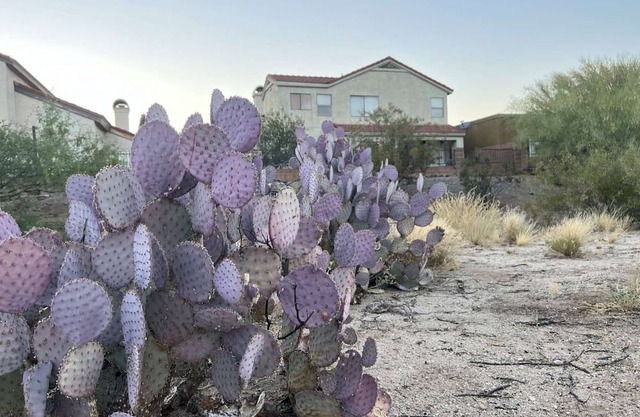 TheDesertOasis@ #LambertPark:4BD,Mountain Views,Gym,HOA Pool&Spa,PoolTable,CottonBedding
