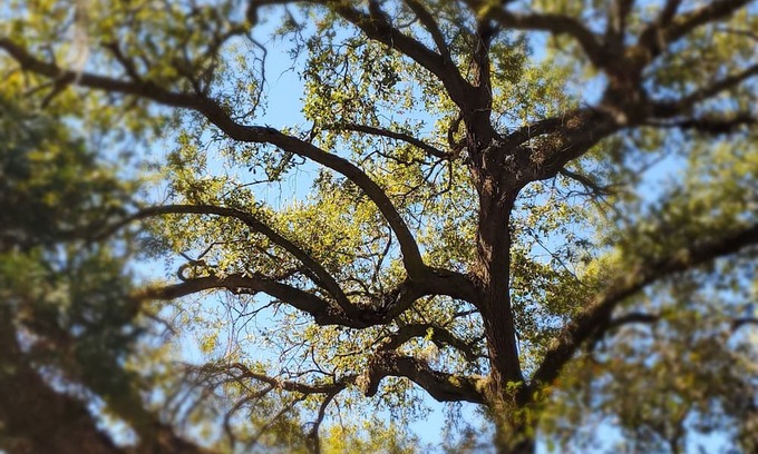 Summerville Historic District Cottage | Fripp Legare Cottage - Cozy historic cottage in the heart of Summerville