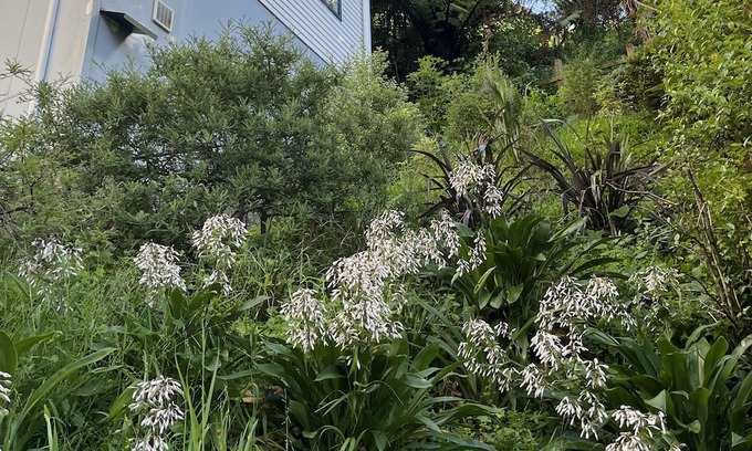Aro Valley Apartment | Aro Valley gem. Pet-friendly accomodation in walking distance to city centre.