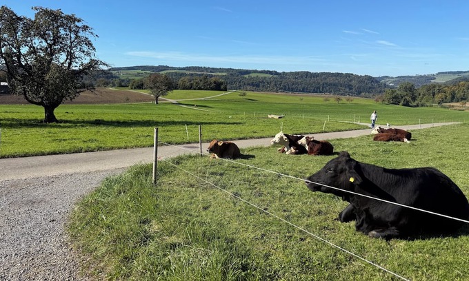 Dietikon District Condo | Lux Duplex apartment with Sauna & Cold plunge 10 mins from Zürich city