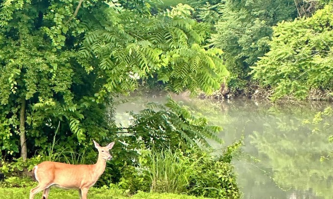 Grafton House | Almost Heaven at the River, a boutique 3BR/2BA retreat along the Tygart River.